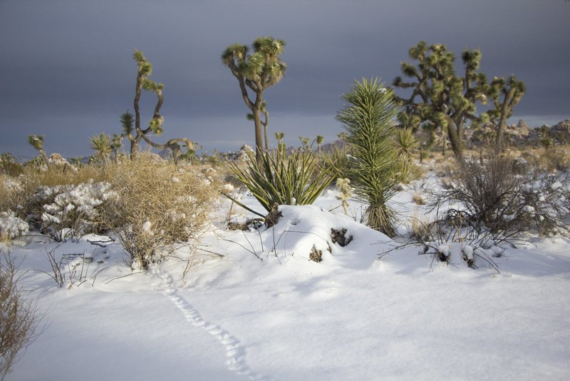 Spuren eines unbekannten Tieres im Schnee zwischen Joshua Trees